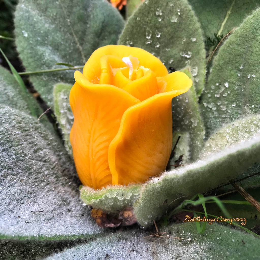 Filigran geformte Kerze in Form einer Rosenblüte, zwischen grünen Blättern