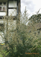 Beifuß Räucherbündel