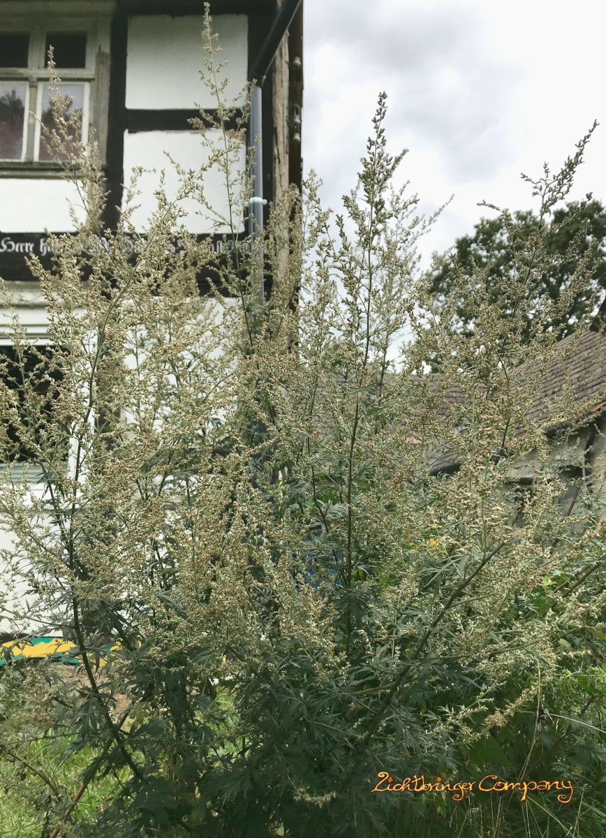 Beifuß Räucherbündel