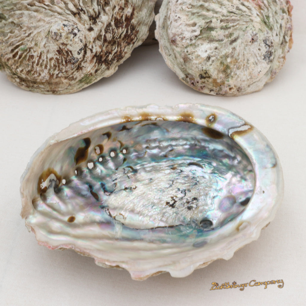 Large Abalone Paua Shell